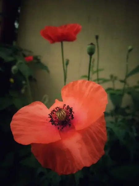 Kırmızı Gelincik Çiçekleri Ile Açıklık — Stok fotoğraf
