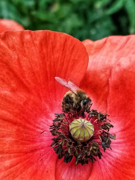 Méhecske Vörös Virágon — Stock Fotó