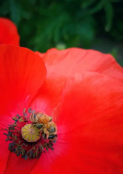 Uma Abelha Recolhe Pólen Numa Flor — Fotografia de Stock