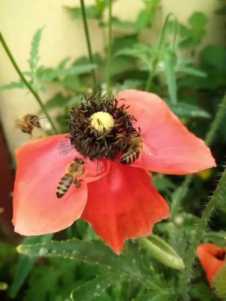Méh Gyűjtése Pollen Naplementekor — Stock Fotó