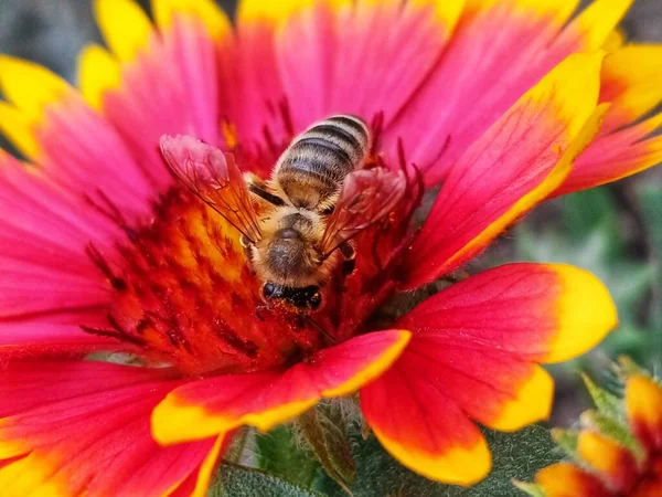 Méh Gyűjtése Pollen Naplementekor — Stock Fotó