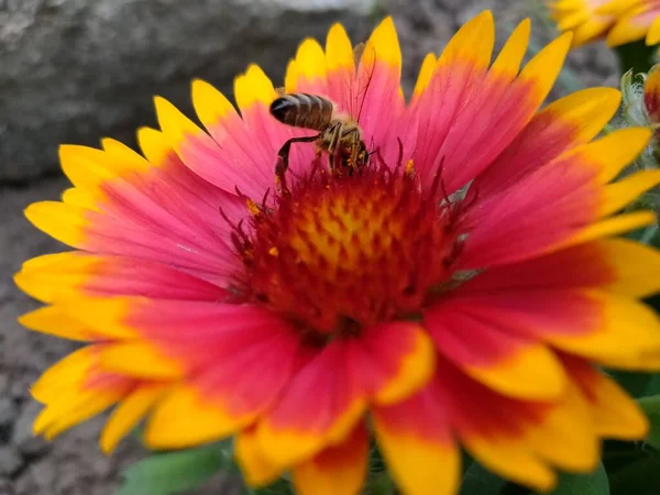 Méh Gyűjtése Pollen Naplementekor — Stock Fotó