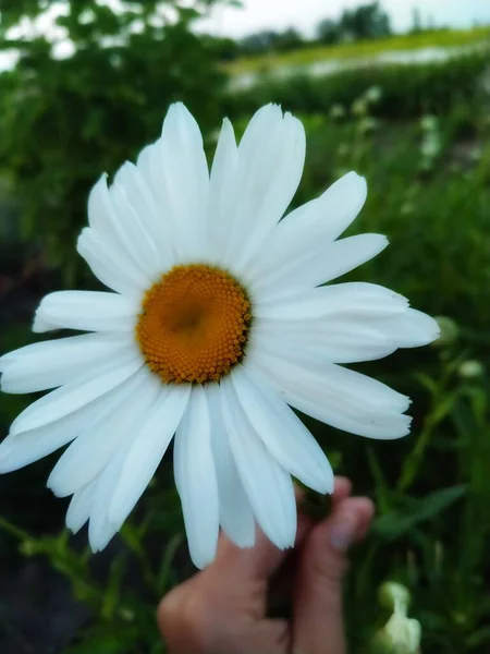 Hand Trim One Bila Daisy Yak Beautifully Bloom — Stock Photo, Image