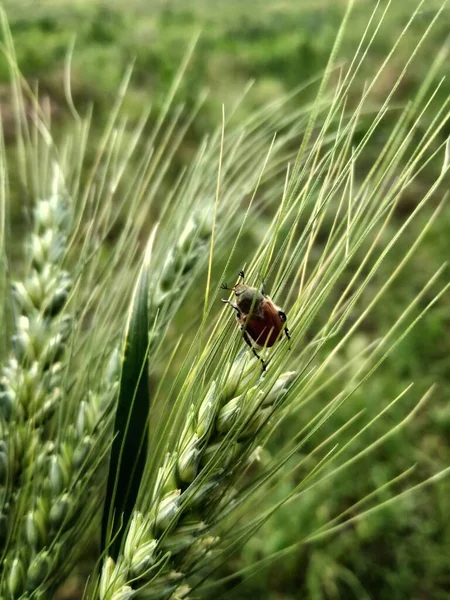 Beautiful Beetle Sways Spikelet — Stock Photo, Image