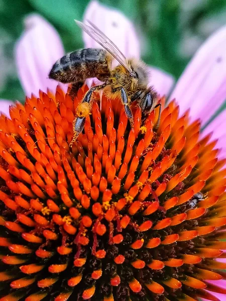 Abelha Uma Flor Rosa — Fotografia de Stock