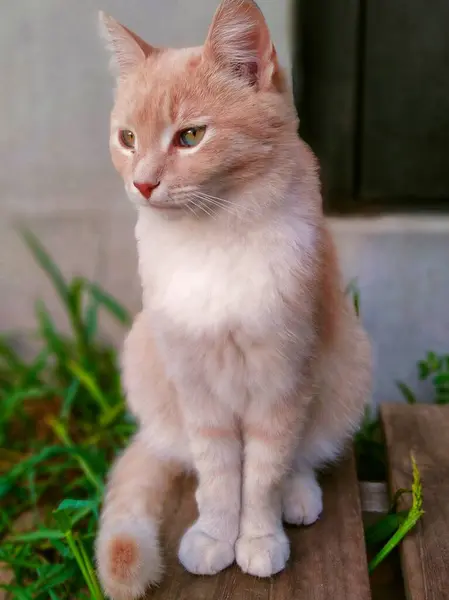 Chat Orange Est Assis Sur Porche — Photo