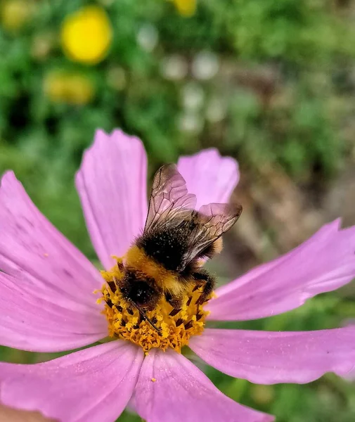 Bee Pink Flower — Stock Photo, Image