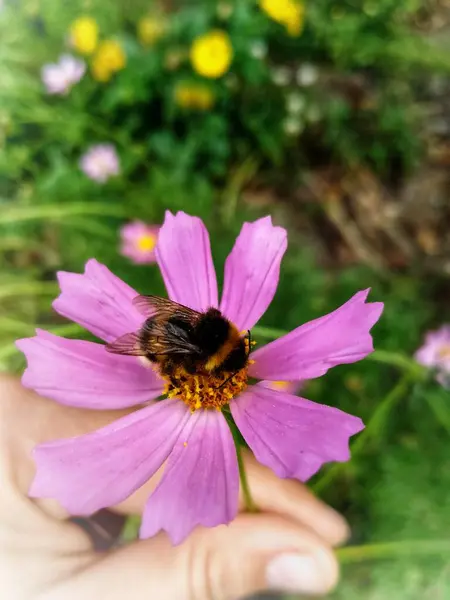 Méhecske Egy Rózsaszín Virágon — Stock Fotó