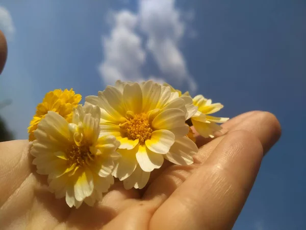 Avucunun Içinde Sarı Çiçekleri Tutan Kız — Stok fotoğraf