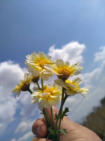 Κίτρινα Λουλούδια Στον Γαλάζιο Ουρανό — Φωτογραφία Αρχείου
