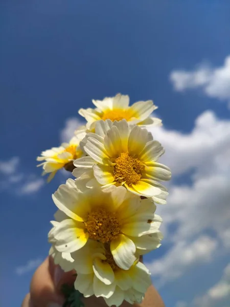 Желтые Цветы Голубом Небе — стоковое фото