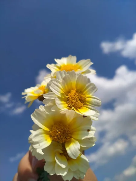 Flores Amarelas Céu Azul — Fotografia de Stock