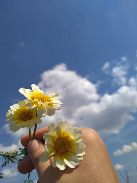 Gula Blommor Handflatan — Stockfoto