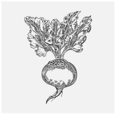 Yapraklı pancar. Vektör. Renk ve çizgi.