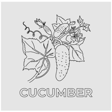 Yapraklı bir dalda salatalık. Vektör.