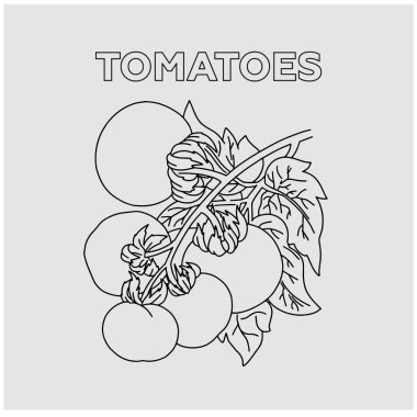 Yapraklı bir dalda domates. Vektör.