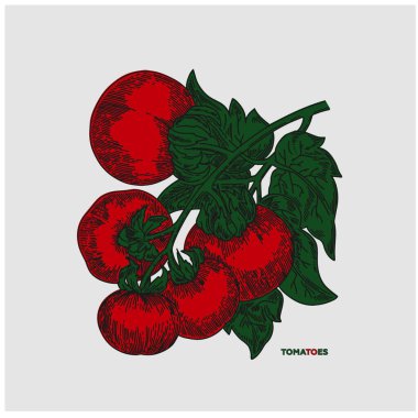 Yapraklı bir dalda domates. Vektör.