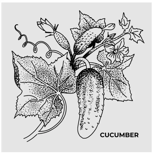 Огурец Ветке Листьями Вектор — стоковый вектор