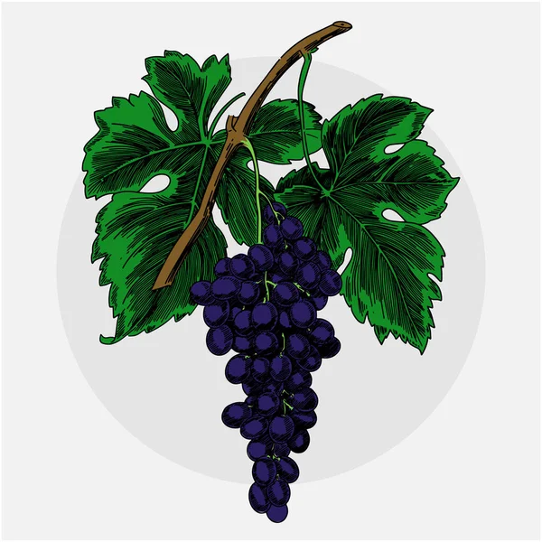 Uvas Una Rama Con Hojas Sobre Fondo Blanco Vector Color — Archivo Imágenes Vectoriales