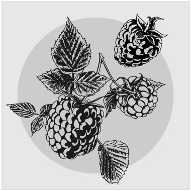 Gri arka planda ahududu. Vektör.