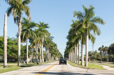 Fort Myers, Florida'da palmiyeli yol