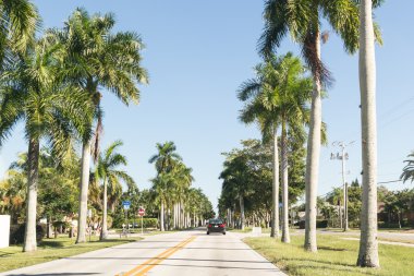 Fort Myers, Florida'da palmiyeli yol