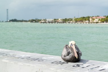 Brown pelican in Key West, Florida Keys clipart