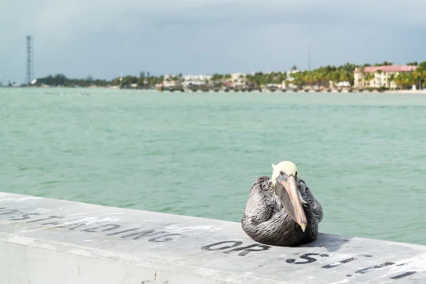 Pelikán hnědý v Key West, Florida Keys — Stock fotografie