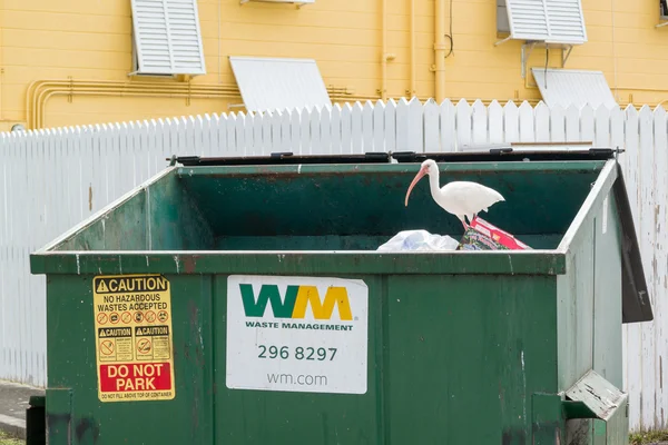 Waste container with ibis, Florida Keys — Stock Photo, Image