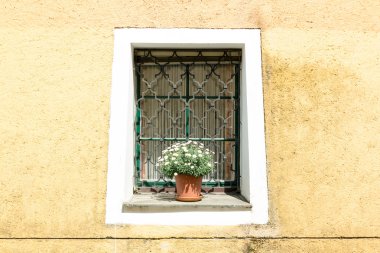 Ev duvar penceresi ve bitki Durnstein, Wachau, Avusturya