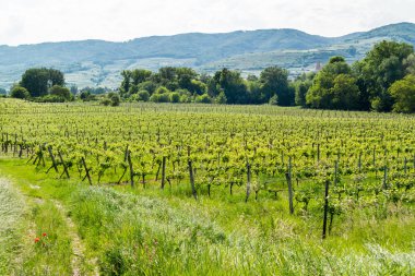 Wachau Vadisi manzara aşağı Avusturya üzüm bağları ile