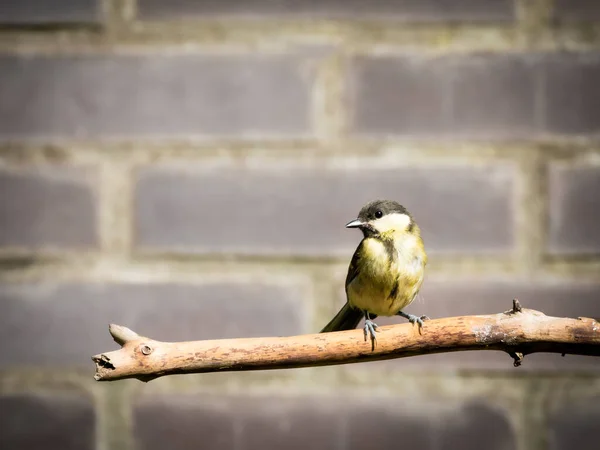 Great tit, Parus major, adult perched on bare branch in garden, Netherlands — Stock fotografie