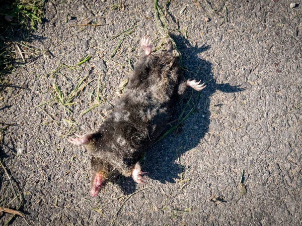 Topo común, Talpa europaea, acostado boca arriba sobre asfalto, muerto, víctima de tráfico atropellado — Foto de Stock