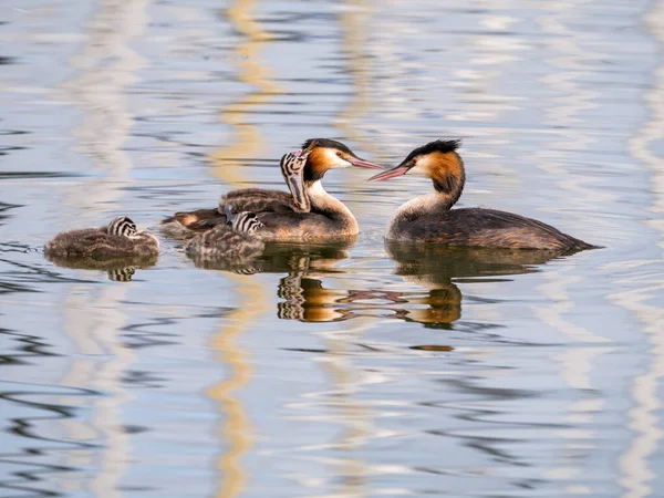 Grested grebe, Podiceps cristatus, νεαρό που μεταφέρεται πίσω από ενήλικα, Ολλανδία — Φωτογραφία Αρχείου