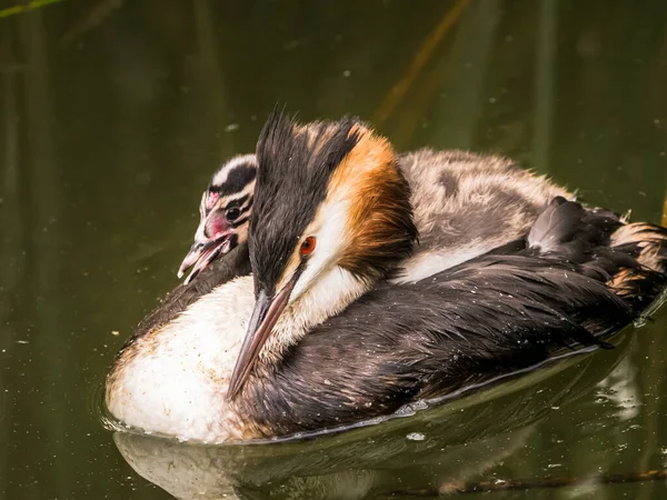 Great crested grebe, Podiceps cristatus, young carried on back of adult, Netherlands — Stock Photo, Image