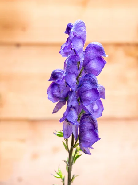 Hollanda 'daki bahçesinde mor mavi çiçekli Monkshood, Aconitum napellus.
