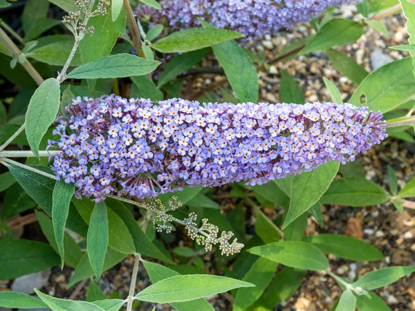 나비 숲 , Buddleja davidii Pink Delight, with lilac flower in garden, Netherlands — 스톡 사진