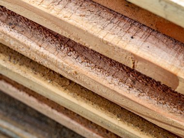 Tedavi edilmemiş Douglas köknarı, Pseudotsuga menziesii, yakın zamanda kesilmiş kereste kalasları.