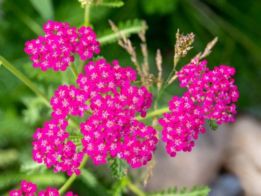 Common yarrow, Achillea millefolium 'cerise queen', native plant with cerise pink flowers in garden, Netherlands