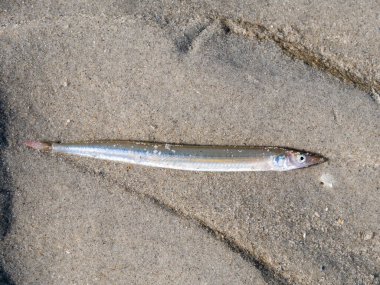 Lesser sand eel or sand lance, Ammodytes tobianus, lying on sand at low tide of Wadden Sea, Netherlands