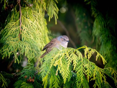 Dunnock, Prunella modularis, Hollanda 'da kışın çam ağacının dalına tünemiş.
