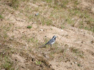Beyaz kuyruk, Motacilla alba, İlkbaharda çimlerde erkek portresi, Hollanda