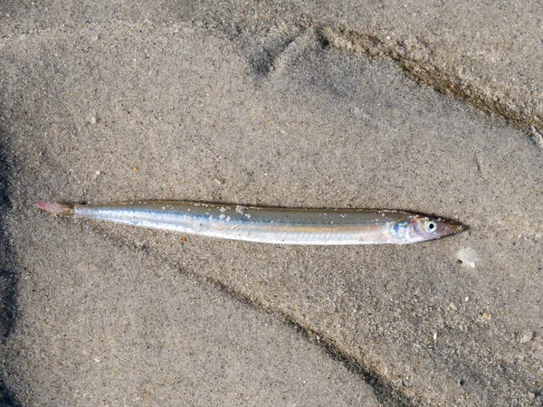 Lesser Sand Eel Sand Lance Ammodytes Tobianus Lying Sand Low — 스톡 사진