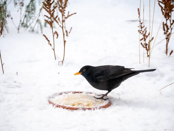 Blackbird Turdus Merula Male Feeding Peanut Butter Birds Snow Winter — Stock Fotó