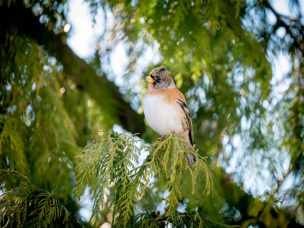 Brambling Fringilla Montifringilla Portrét Muže Sedícího Větvi Borovice Zimě Nizozemsko — Stock fotografie