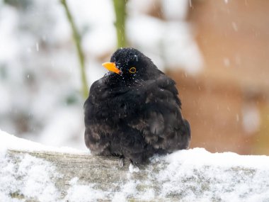 Karatavuk, Turdus merula, Hollanda 'da kışın kar yağarken odun parçasına tüneyen erkek.