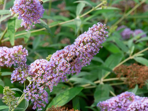 Common Drone Fly Eristalis Tenax Buddleja Davidii Pink Delight Garden — Stock Photo, Image