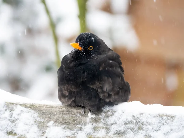 Feketerigó Turdus Merula Télen Hóesésben Ücsörgő Férfi Hollandia — Stock Fotó