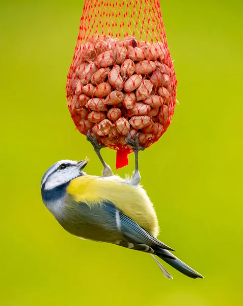 Blue Tit Cyanistes Caeruleus Feeding While Hanging Red Plastic Mesh — Stock fotografie