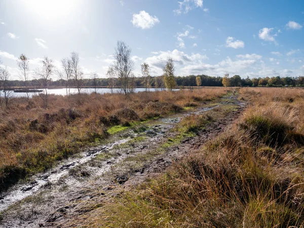 Marshy Footpath Heide Van Nationaal Park Dwingelderveld Drenthe Nederland — Stockfoto